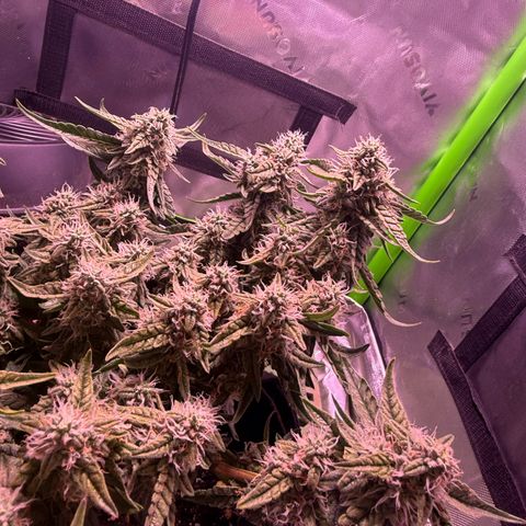 Yuzu 3 growlog timeline photo