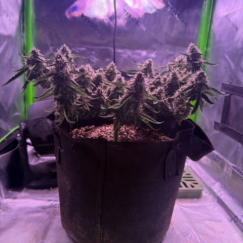 Yuzu 3 growlog timeline photo