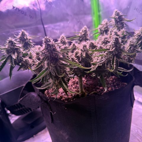 Yuzu 3 growlog timeline photo