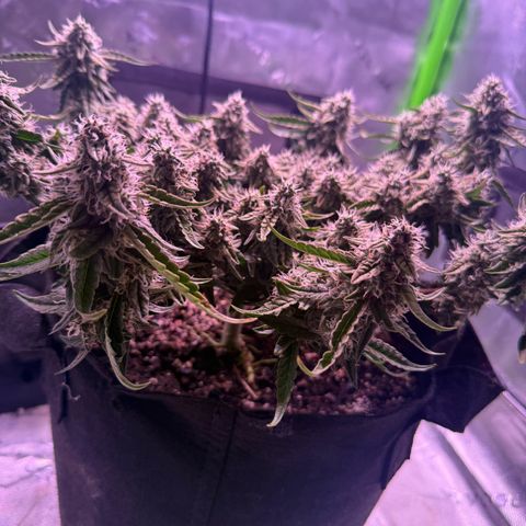 Yuzu 3 growlog timeline photo