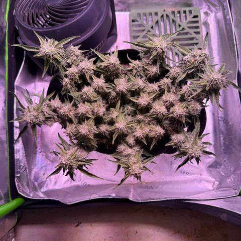 Yuzu 3 growlog timeline photo