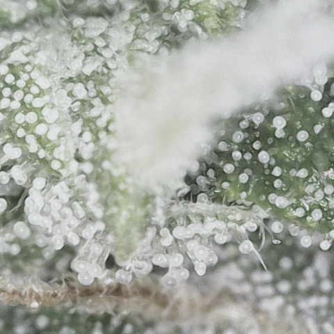 Yuzu 3 growlog photo: Getting close