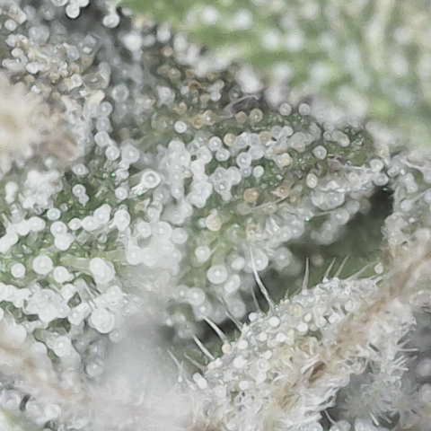 Yuzu 3 growlog photo: Getting close
