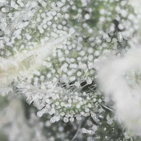 Yuzu 3 growlog photo: Getting close