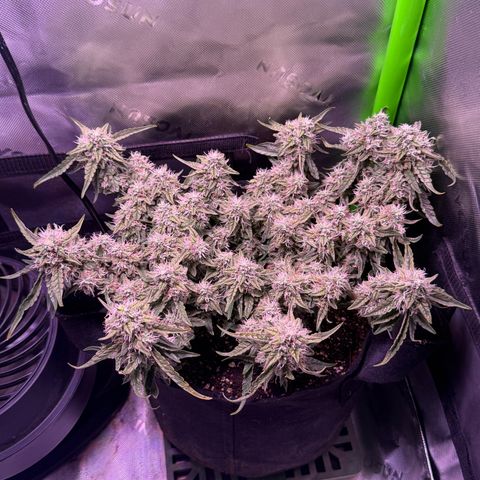 Yuzu 3 growlog timeline photo