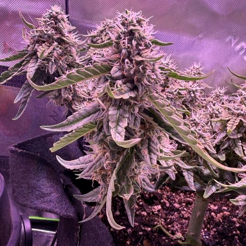 Yuzu 3 growlog timeline photo