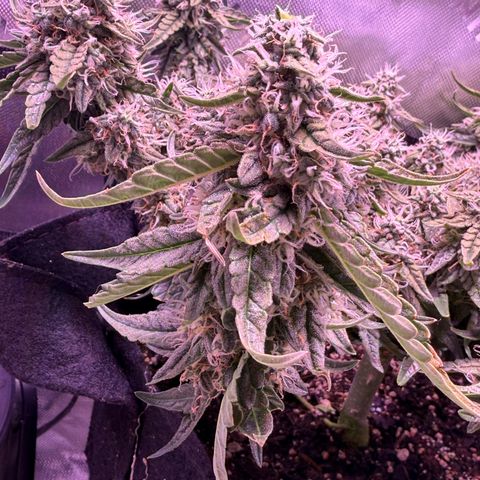 Yuzu 3 growlog timeline photo