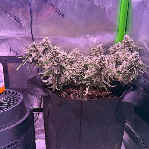 Yuzu 3 growlog timeline photo