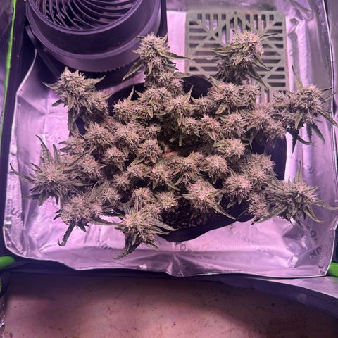 Yuzu 3 growlog timeline photo