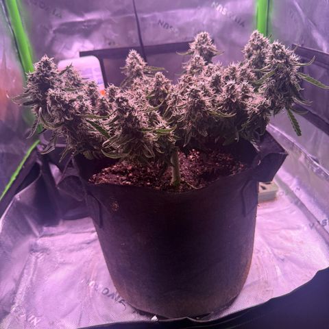 Yuzu 3 growlog timeline photo