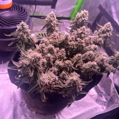 Yuzu 3 growlog timeline photo