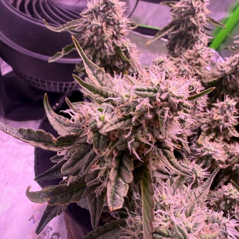 Yuzu 3 growlog timeline photo