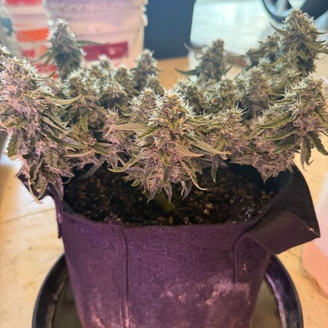 Yuzu 3 growlog timeline photo