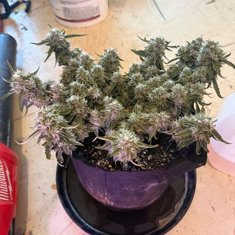 Yuzu 3 growlog timeline photo