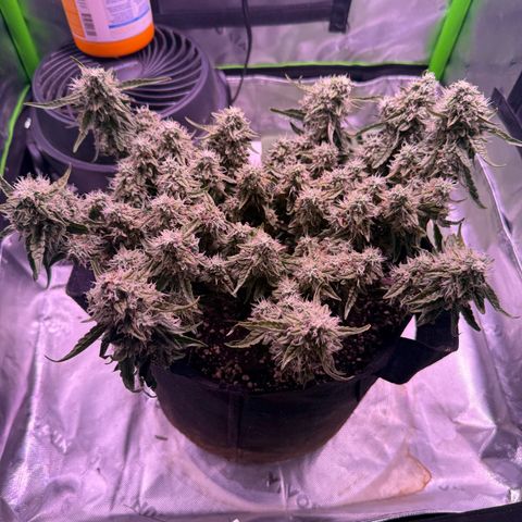 Yuzu 3 growlog timeline photo