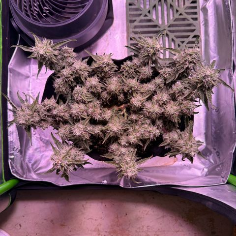 Yuzu 3 growlog timeline photo