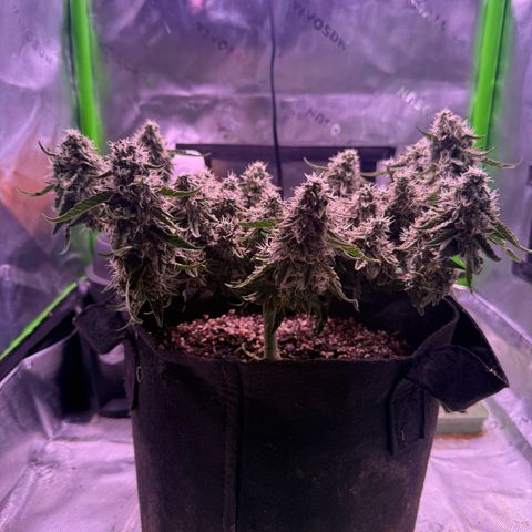 Yuzu 3 growlog timeline photo