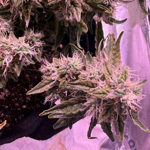 Yuzu 3 growlog timeline photo