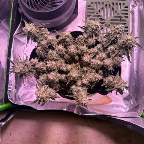 Yuzu 3 growlog timeline photo