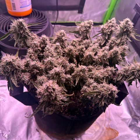 Yuzu 3 growlog timeline photo