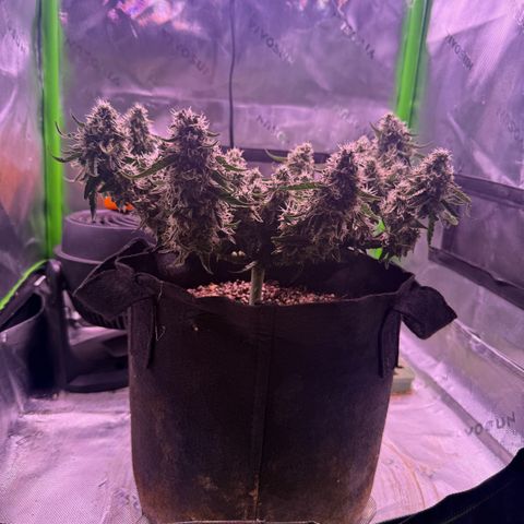 Yuzu 3 growlog timeline photo