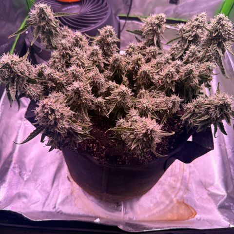 Yuzu 3 growlog timeline photo