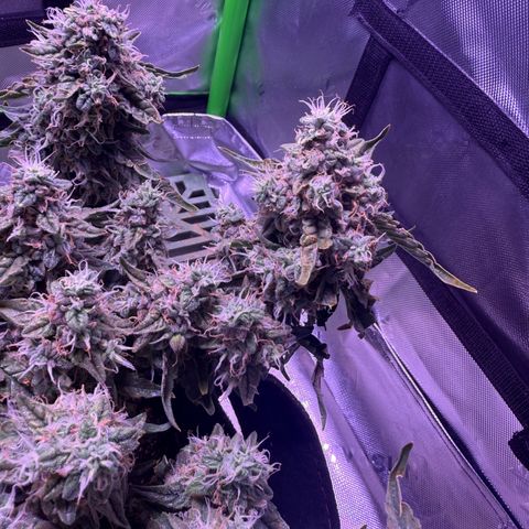 Yuzu 3 growlog timeline photo