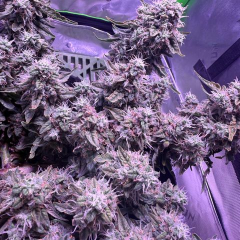 Yuzu 3 growlog timeline photo