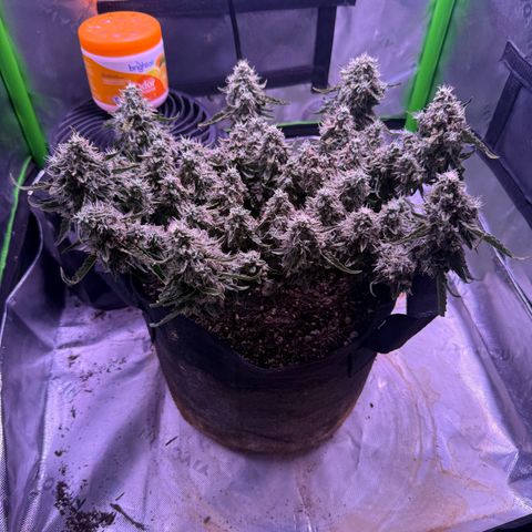 Yuzu 3 growlog timeline photo