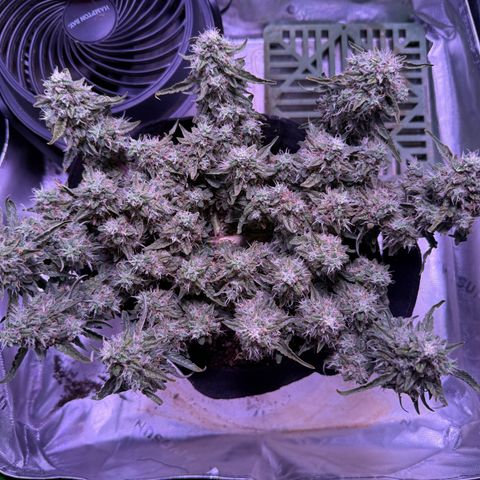 Yuzu 3 growlog timeline photo