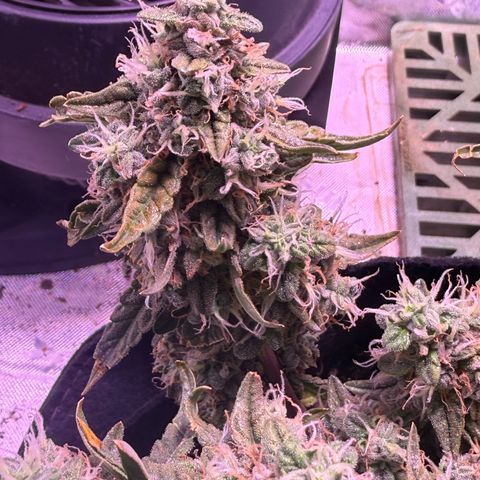 Yuzu 3 growlog timeline photo