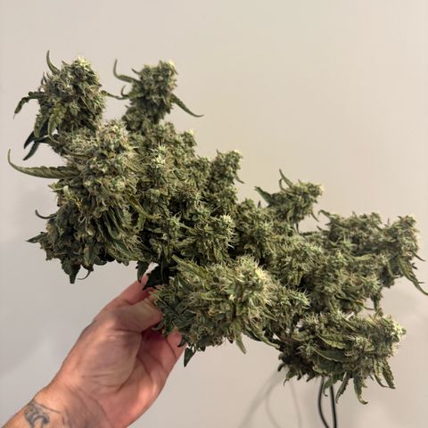 Yuzu 3 growlog timeline photo