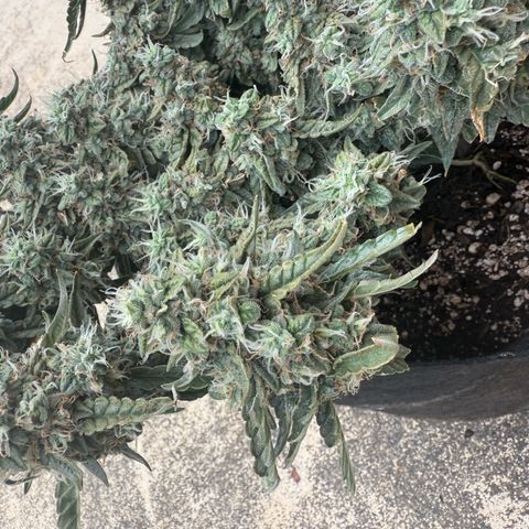 Yuzu 3 growlog timeline photo