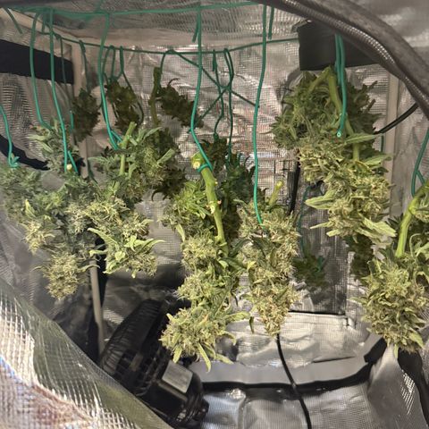 Yuzu 3 growlog timeline photo