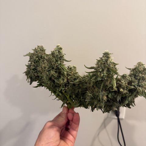 Yuzu 3 growlog timeline photo