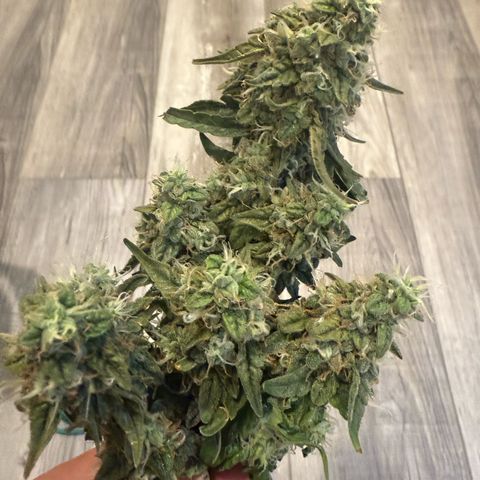 Yuzu 3 growlog timeline photo