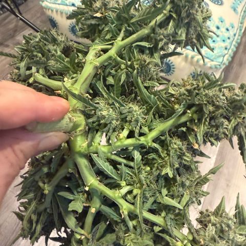 Yuzu 3 growlog timeline photo
