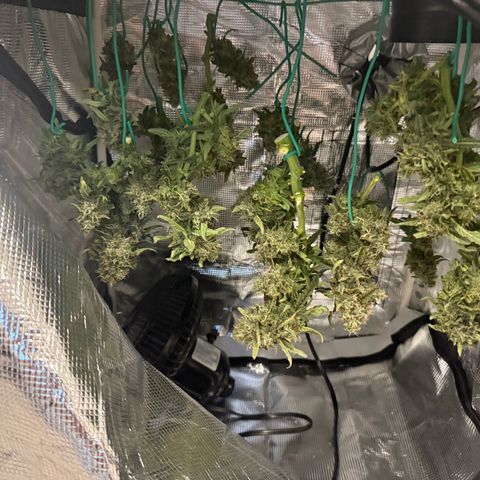 Yuzu 3 growlog timeline photo