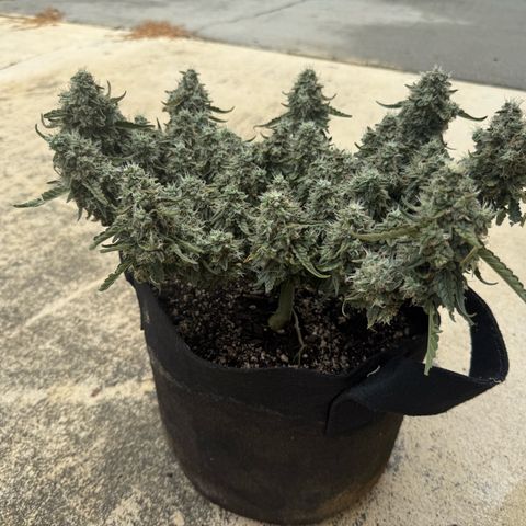 Yuzu 3 growlog timeline photo