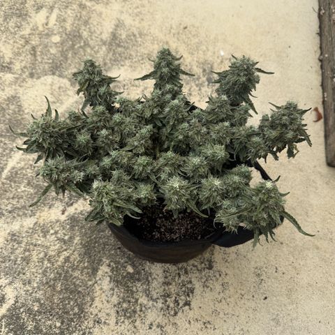 Yuzu 3 growlog timeline photo