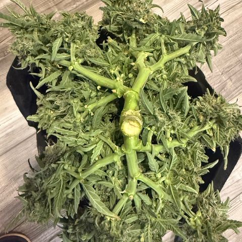 Yuzu 3 growlog timeline photo