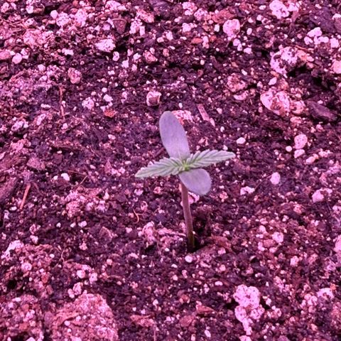 Yuzu ephoria growlog timeline photo