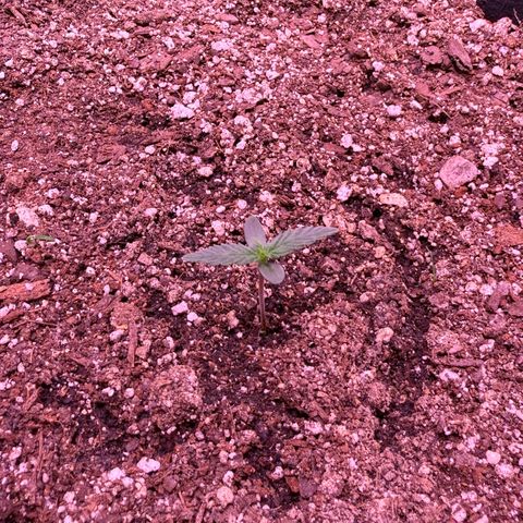 Yuzu ephoria growlog photo: Just water