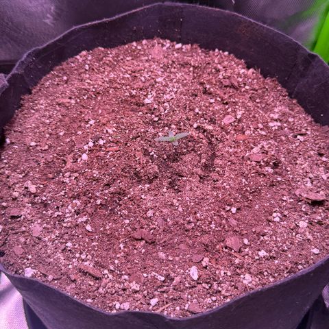 Yuzu ephoria growlog photo: Just water
