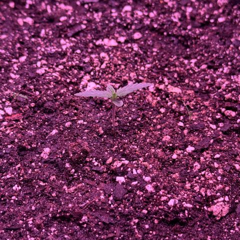 Yuzu ephoria growlog photo: Tru leafs are in looking good