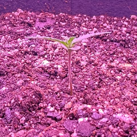 Yuzu ephoria growlog photo: Tru leafs are in looking good