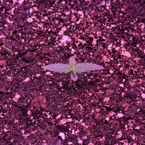 Yuzu ephoria growlog photo: Tru leafs are in looking good