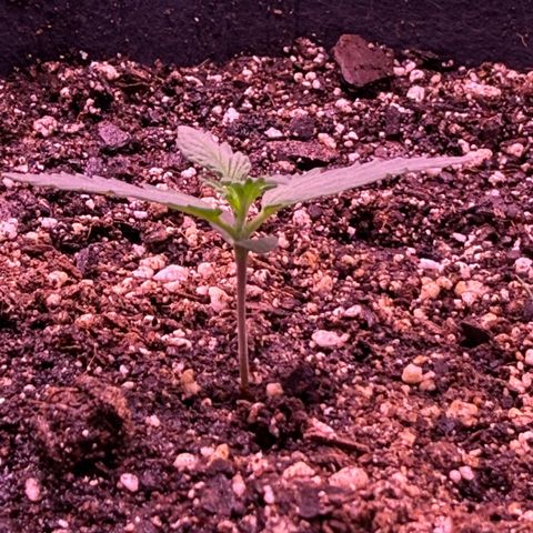 Yuzu ephoria growlog photo: Going into veg in a couple days