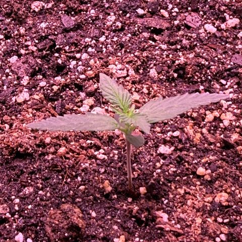 Yuzu ephoria growlog photo: Going into veg in a couple days