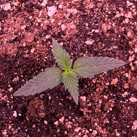Yuzu ephoria growlog photo: Going into veg in a couple days